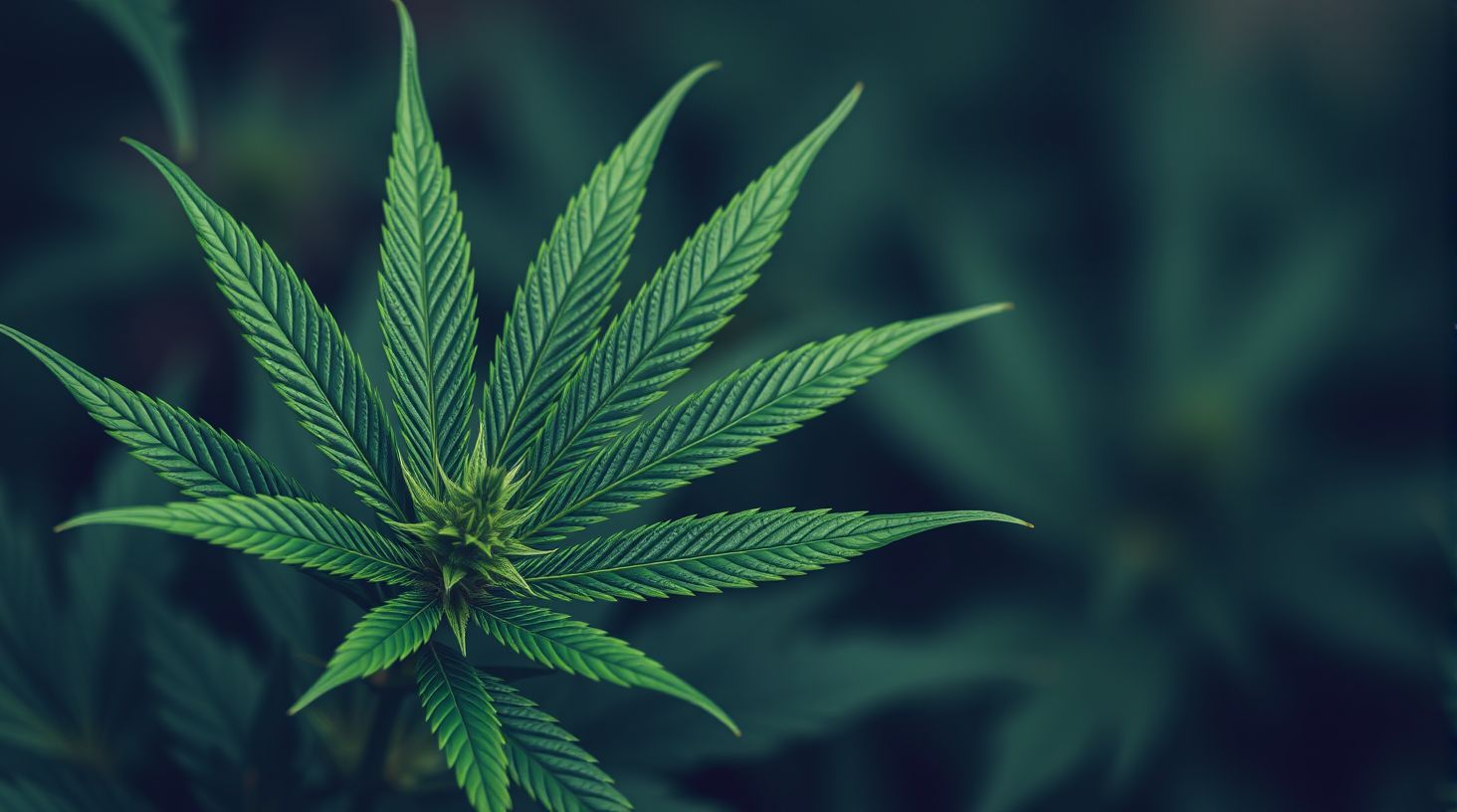 Optimale Bewässerung für Cannabispflanzen